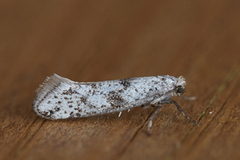 Paraswammerdamia conspersella