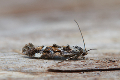 Large Dark Cosmet (Mompha conturbatella)