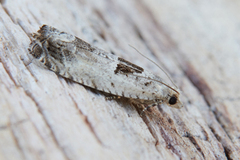 Small Birch Bell (Epinotia ramella)
