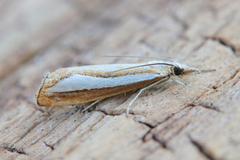 Pearl-band Grass Veneer (Catoptria margaritella)