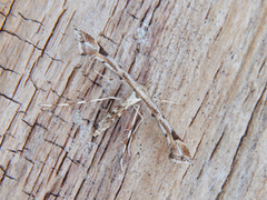 Gullrisfjærmøll (Platyptilia calodactyla)