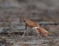 Caloptilia stigmatella