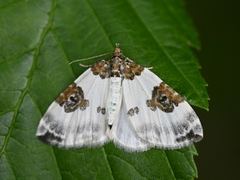 Blue-bordered Carpet (Plemyria rubiginata)