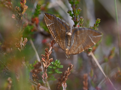 The Chevron (Eulithis testata)