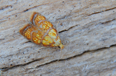 Roseflatvikler (Acleris bergmanniana)