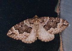 Water Carpet (Lampropteryx suffumata)