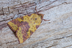 Pink-barred Sallow (Xanthia togata)