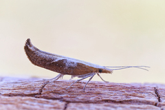 Honeysuckle Moth (Ypsolopha dentella)