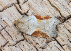 Jordbær-/buskflatvikler (Acleris comariana/laterana)