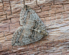 July Highflyer (Hydriomena furcata)