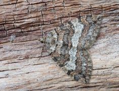 July Highflyer (Hydriomena furcata)