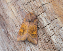 Kyststengelfly (Amphipoea crinanensis)