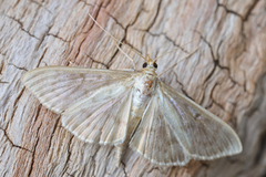 Kjempeengmott (Patania ruralis)