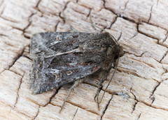 Svart sumpfly (Celaena haworthii)