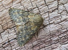 Brindled Ochre (Dasypolia templi)