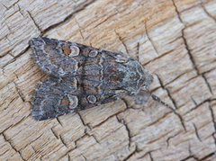 Minor Shoulder-knot (Brachylomia viminalis)