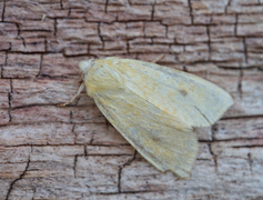 The Sallow (Xanthia icteritia)
