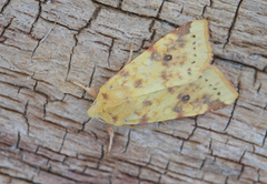 The Sallow (Xanthia icteritia)