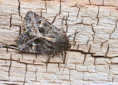 Svart sumpfly (Celaena haworthii)