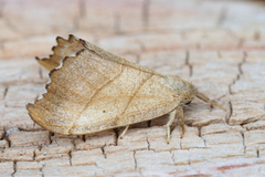 Scalloped Hook-tip (Falcaria lacertinaria)