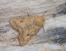 Bølgelinjet høstfly (Agrochola circellaris)