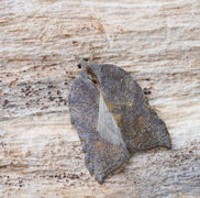 Konkavflatvikler (Acleris emargana)