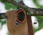 Admiral (Vanessa atalanta)