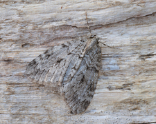 Autumnal Moth (Epirrita autumnata)