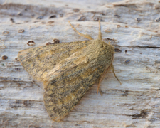 Brindled Ochre (Dasypolia templi)