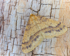 Scarce Umber (Agriopis aurantiaria)