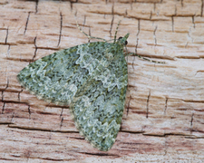 Autumn Green Carpet (Chloroclysta miata)