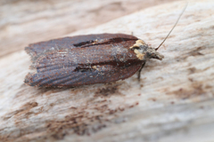 Seljeflatvikler (Acleris hastiana)