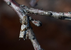 Røsslyngsigdvikler (Ancylis unguicella)