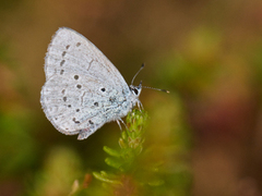 Holly Blue (Celastrina argiolus)