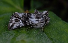 Toadflax Brocade (Calophasia lunula)