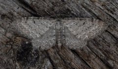 Gullrisdvergmåler (Eupithecia virgaureata)