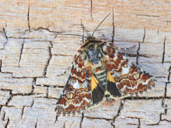 Beautiful Yellow Underwing (Anarta myrtilli)
