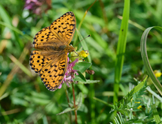 Dark Green Fritillary (Argynnis aglaja)