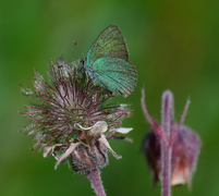 Grønnstjertvinge (Callophrys rubi)