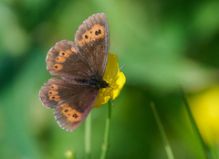 Arran Brown (Erebia ligea)