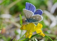 Common Blue (Polyommatus icarus)