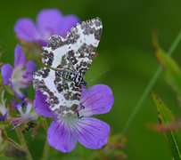 Argent & Sable (Rheumaptera hastata)