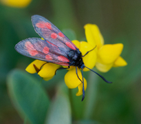 Six-spot Burnet (Zygaena filipendulae)