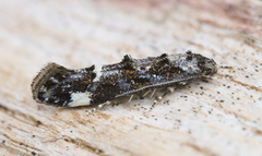 Large Dark Cosmet (Mompha conturbatella)