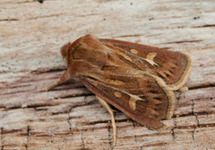 Antler Moth (Cerapteryx graminis)