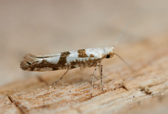 Gold Rowan Argent (Argyresthia sorbiella)