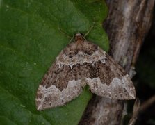 Water Carpet (Lampropteryx suffumata)