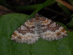Red Twin-spot Carpet (Xanthorhoe spadicearia)