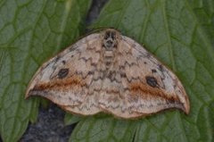 Pebble Hook-tip (Drepana falcataria)