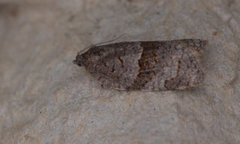 Dark-barred Tortrix (Syndemis musculana)
